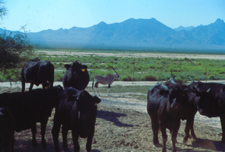 Image of cattle with an oryx in the background.