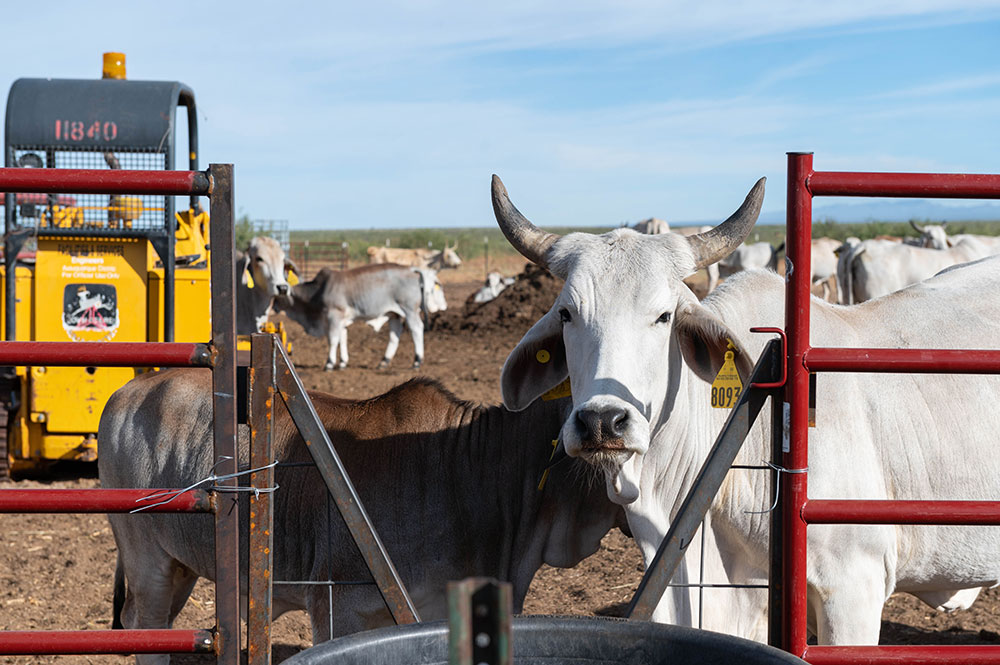 Image of bulls at Chihuahuan field day