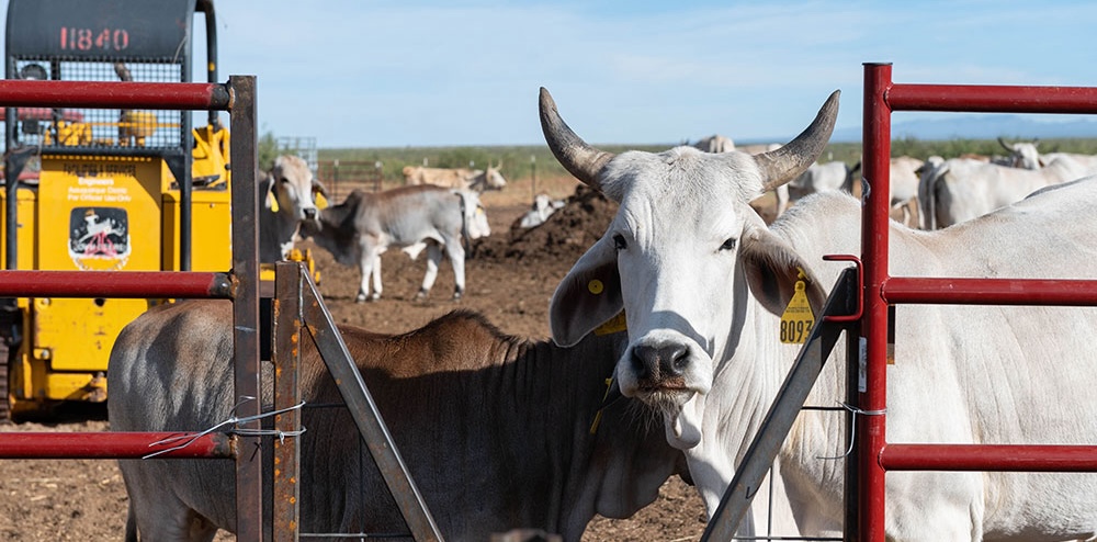 Image of bulls at Chihuahuan field day